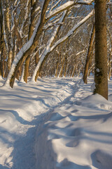 Sunny day in the frosty forest in the winter season. Landscape with forest and perfect sunlight with snow and clean sky. Beatuful contrast of snow shapes and shadows