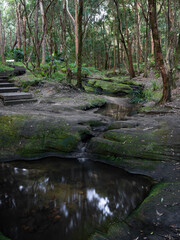 Small water pool in the woodland.