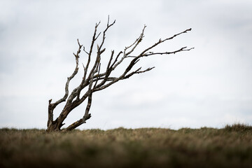 Isolated dead wind-bent tree on Sylt island Gemany
