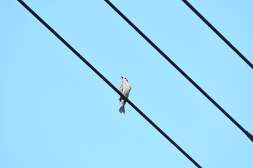 電線にとまる鳥