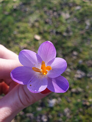 Crocus in fiore