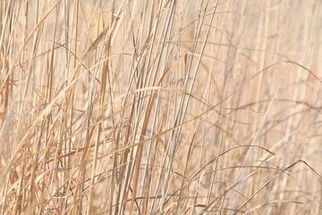 Fototapeta premium 河原の枯れ草