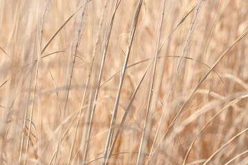Fototapeta premium ススキ