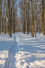 Sunny day in the frosty forest in the winter season. Landscape with forest and perfect sunlight with snow and clean sky. Beatuful contrast of snow shapes and shadows