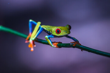 Red-eyed Tree Frog, Agalychnis callidryas, sitting on the green leave in tropical forest in Costa Rica.