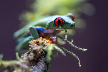 Red-eyed Tree Frog, Agalychnis callidryas, sitting on the green leave in tropical forest in Costa Rica.