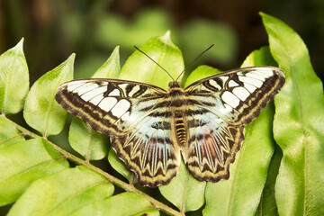 Greenish and brown butterfly