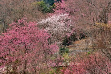 Blooming red and white sakura scenery in the mountains of Taiwan.