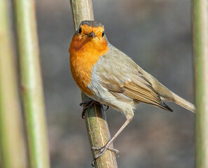 Rotkehlchen auf einem Zweig