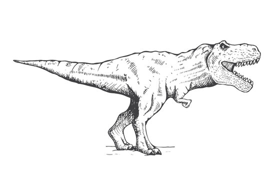 Tyrannosaurus rex illustration