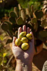 fresh fruits of the argan tree, sunny photo. 