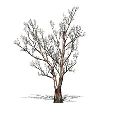 Red Gum tree in winter with shadow on the floor - isolated on white background - 3D Illustration