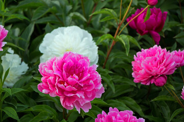 Fototapeta premium Beautiful blooming flowers. Peonies growing on the lawn