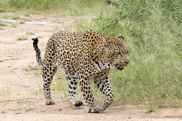 Kruger National Park:  Leopard walking in road