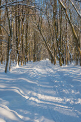 Sunny day in the frosty forest in the winter season. Landscape with forest and perfect sunlight with snow and clean sky. Beatuful contrast of snow shapes and shadows