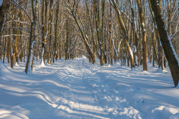 Sunny day in the frosty forest in the winter season. Landscape with forest and perfect sunlight with snow and clean sky. Beatuful contrast of snow shapes and shadows