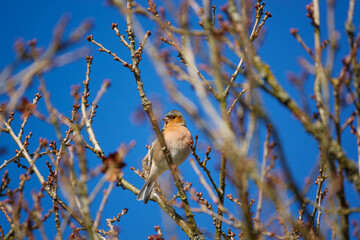 focusing on a chaffinch nestled amongst many branches and twigs with a deep blue sky above