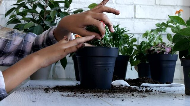 Kid Planting Pepper in Pot, Child Watering Plants, Teenager Girl in Agriculture