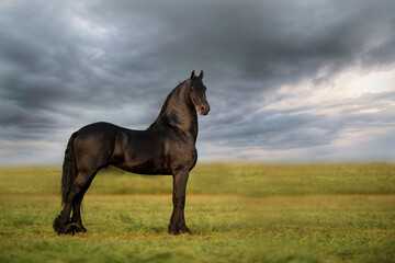 Friesian Stallion full body
