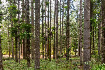 Obraz premium Rainforest on Fraser Island in Queensland, Australia