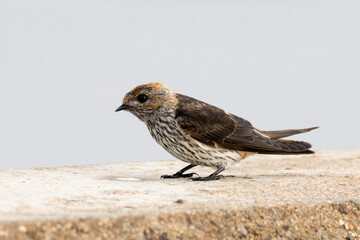 Kruger National Park: Lesser striped swallow