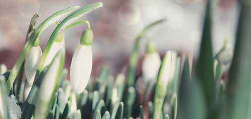 White snowdrops flowers in sunny garden . Easter background.