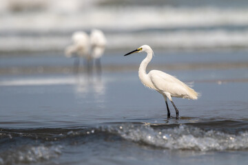 Little Egret (Egretta Garzetta) Looking For Food On The Shore