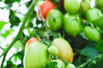 Green and red tomatoes on a bush in a greenhouse close-up. Growing vegetables.