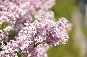 Beautiful Japanese flower 
