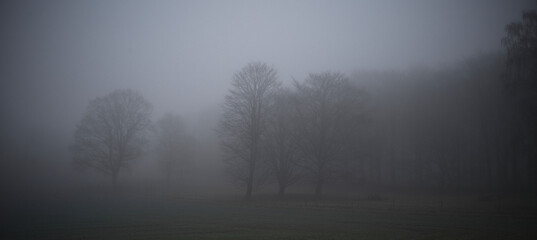 Ryetskov (forest) in the fog