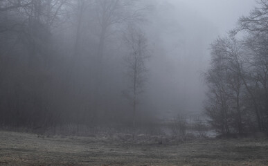 Obraz na płótnie Canvas Ryetskov (forest) in the fog
