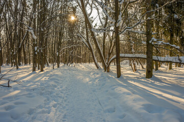 Sunny day in the frosty forest in the winter season. Landscape with forest and perfect sunlight with snow and clean sky. Beatuful contrast of snow shapes and shadows