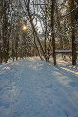 Sunny day in the frosty forest in the winter season. Landscape with forest and perfect sunlight with snow and clean sky. Beatuful contrast of snow shapes and shadows