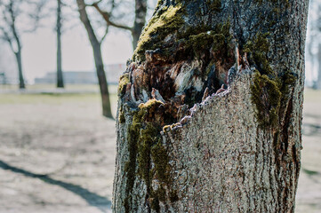 Fototapeta premium the bark of an old tree is covered with moss