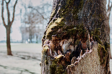 the bark of an old tree is covered with moss