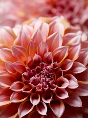 Beautiful pink dahlia flower close up