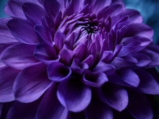 Purple dahlia close up shot in the garden at night