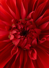 Bright red dahlia flower macro shot