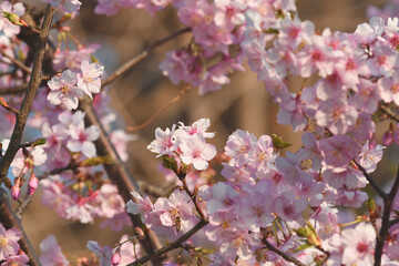 早咲きのサクラ