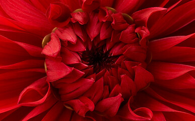 Beautiful red dahlia flower macro shot. Floral background