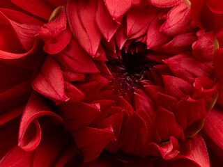 Bright red dahlia flower macro shot. Floral background