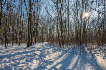 Sunny day in the frosty forest in the winter season. Landscape with forest and perfect sunlight with snow and clean sky. Beatuful contrast of snow shapes and shadows