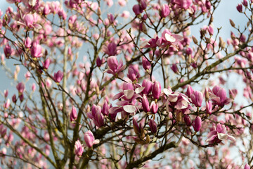 Plein de fleurs roses de magnolia dans un arbre, en lumière naturelle