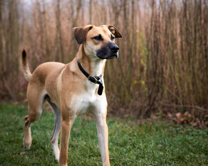 Closeup of a Black Mouth Cur in a park covered in trees and grass with a blurry background