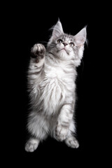 Fototapeta na wymiar curious playful silver tabby maine coon kitten rearing up raising paw on black background