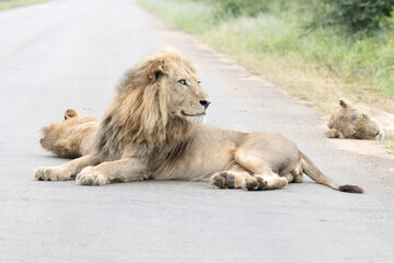Kruger National Park: male lion lying in the road