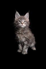 curious tabby maine coon kitten portrait sitting on black background with copy space