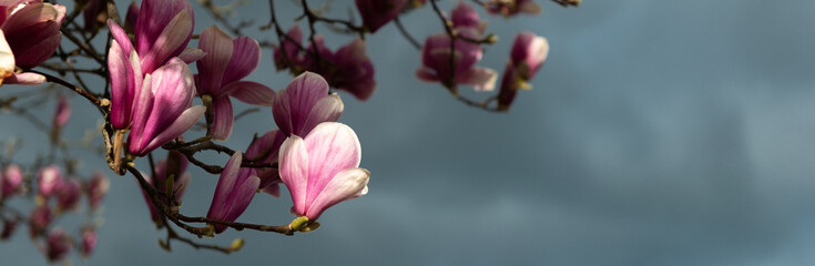 Panorama de fleurs roses de magnolia sur le bord, sur fond de ciel orageux en lumière naturelle