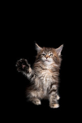 Fototapeta na wymiar cute and playful calico maine coon kitten playing raising paw on black background with copy space