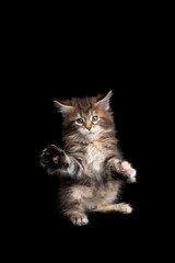 cute and playful calico maine coon kitten playing raising paw on black background with copy space
